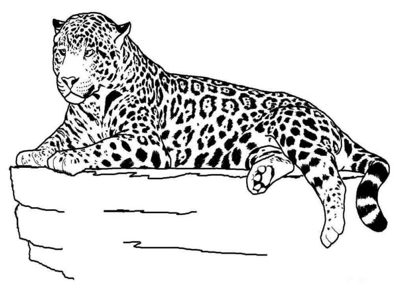 Леопард