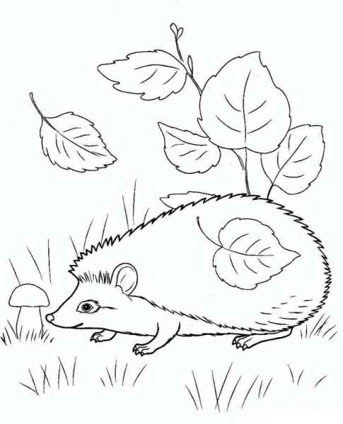 ёжик
