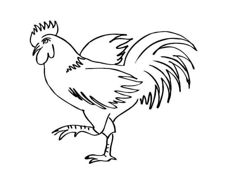 Курица