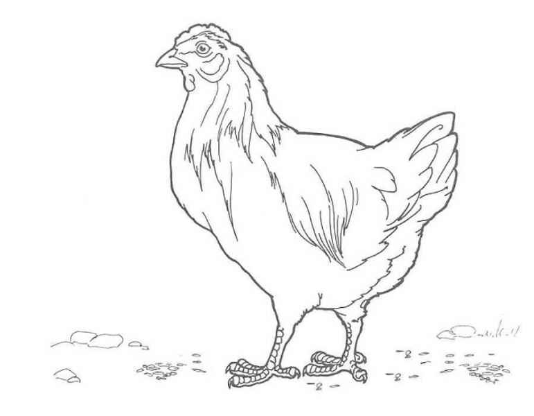 Курица