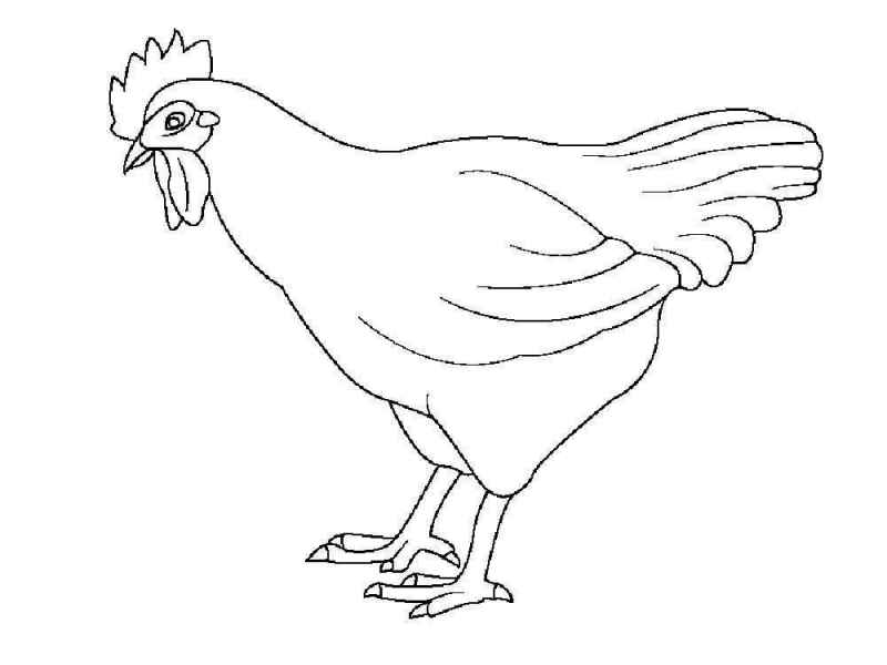Курица