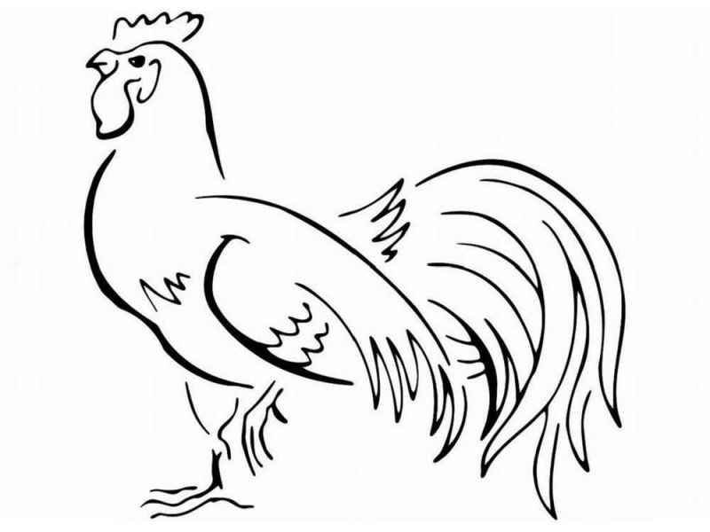 Курица