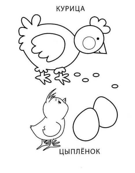 Курица