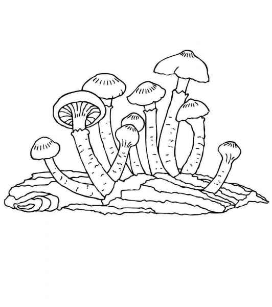 Поганки