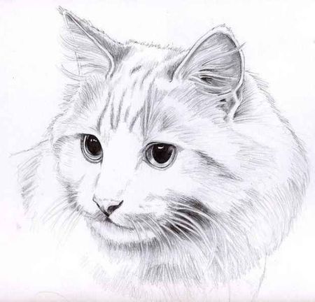 Пушистый котик