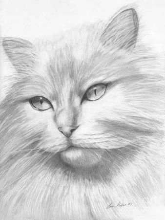 Портрет пушистого котика